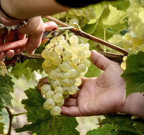 Cutting green grapes off the vine