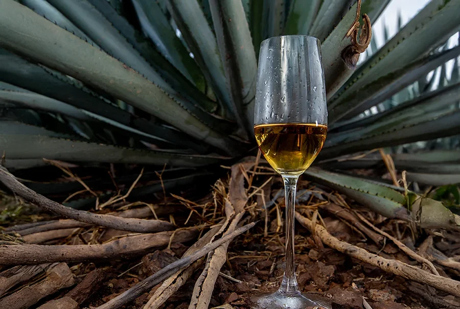 A glass of tequila in front of an agave plant