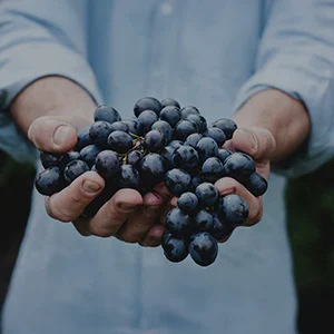 A person holding fresh grapes