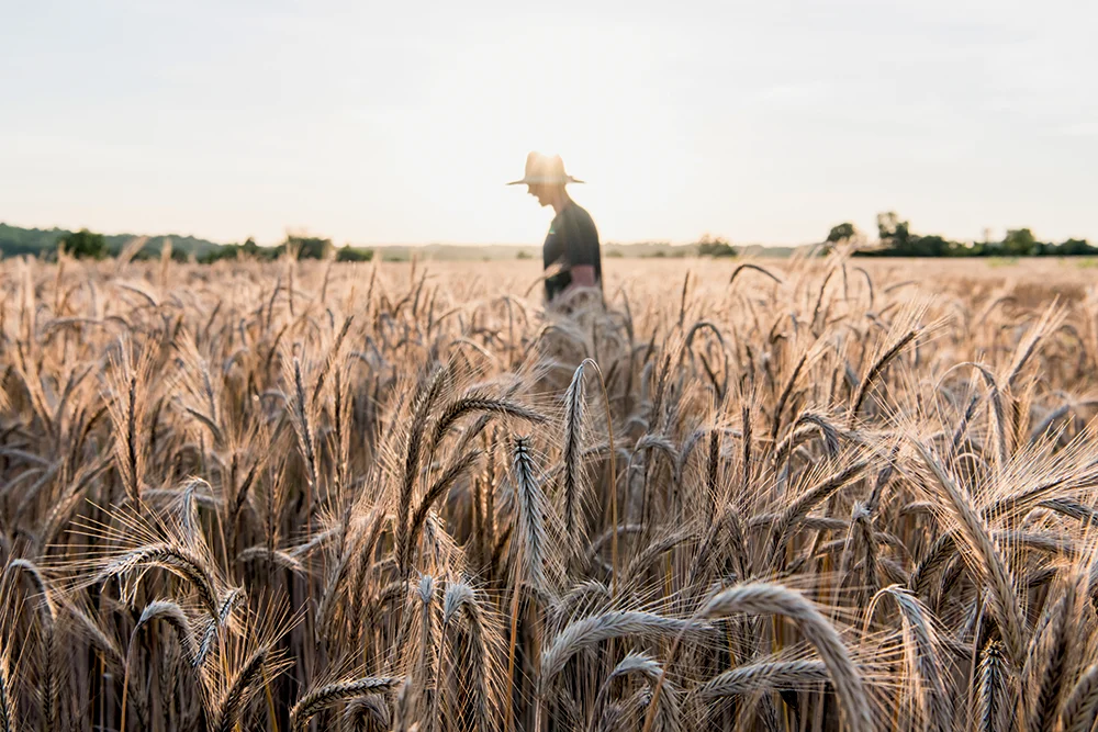 A farmer in a field of tall wheat